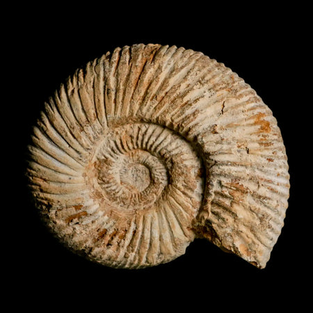 100MM Perisphinctes Ammonite Fossil Nautilus Madagascar Jurassic Age COA
