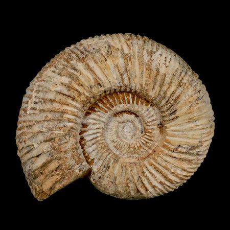 100MM Perisphinctes Ammonite Fossil Nautilus Madagascar Jurassic Age COA