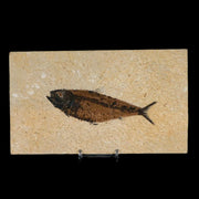 XL 4.8" Knightia Eocaena Fossil Fish Green River FM WY Eocene Age COA & Stand