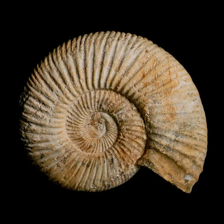 95MM Perisphinctes Ammonite Fossil Nautilus Madagascar Jurassic Age COA