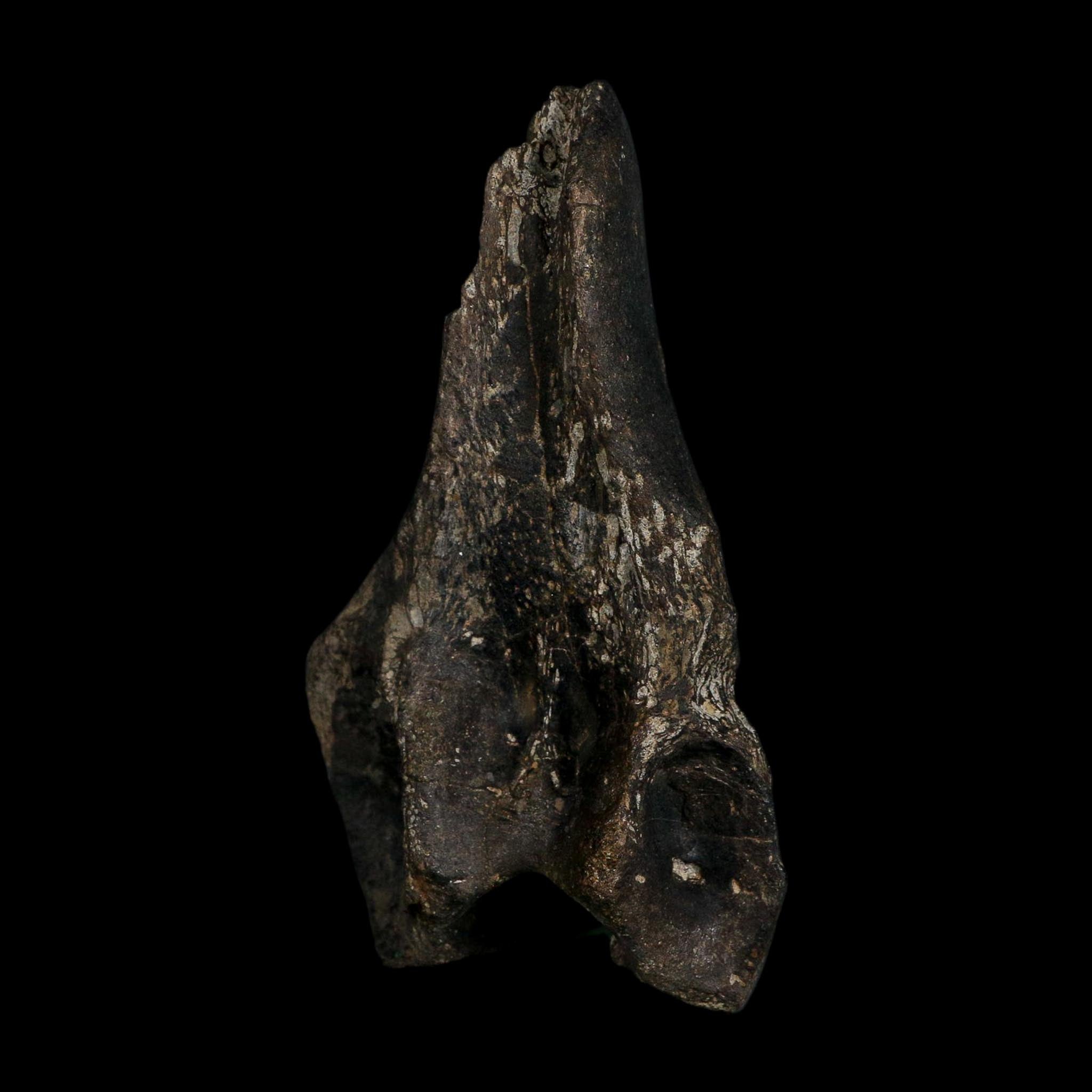 5.1" Tyrannosaur Fossil Vertebrae Process Cretaceous Dinosaur Two Medicine FM MT COA