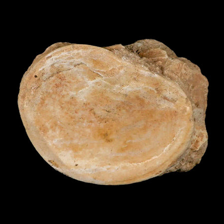 4.6" Plesiosaur Fossil Vertebrae Cretaceous Dinosaur Era Morocco Zarafasaura COA