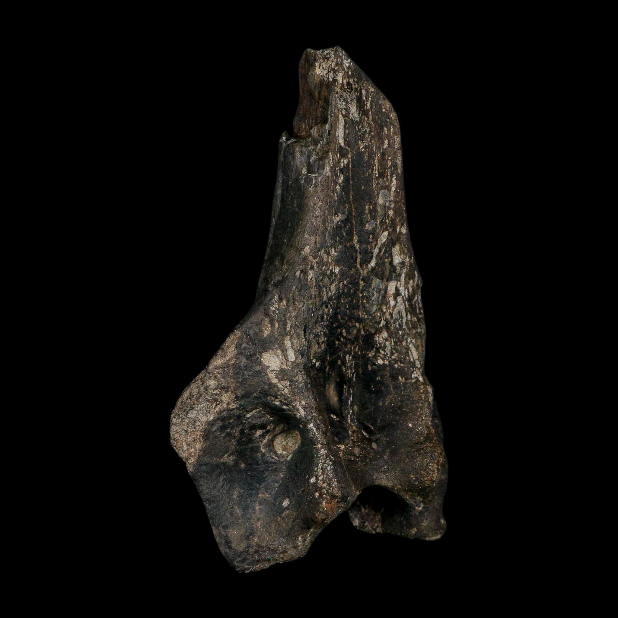 5.1" Tyrannosaur Fossil Vertebrae Process Cretaceous Dinosaur Two Medicine FM MT COA