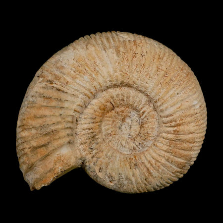 95MM Perisphinctes Ammonite Fossil Nautilus Madagascar Jurassic Age COA