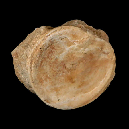 4.6" Plesiosaur Fossil Vertebrae Cretaceous Dinosaur Era Morocco Zarafasaura COA