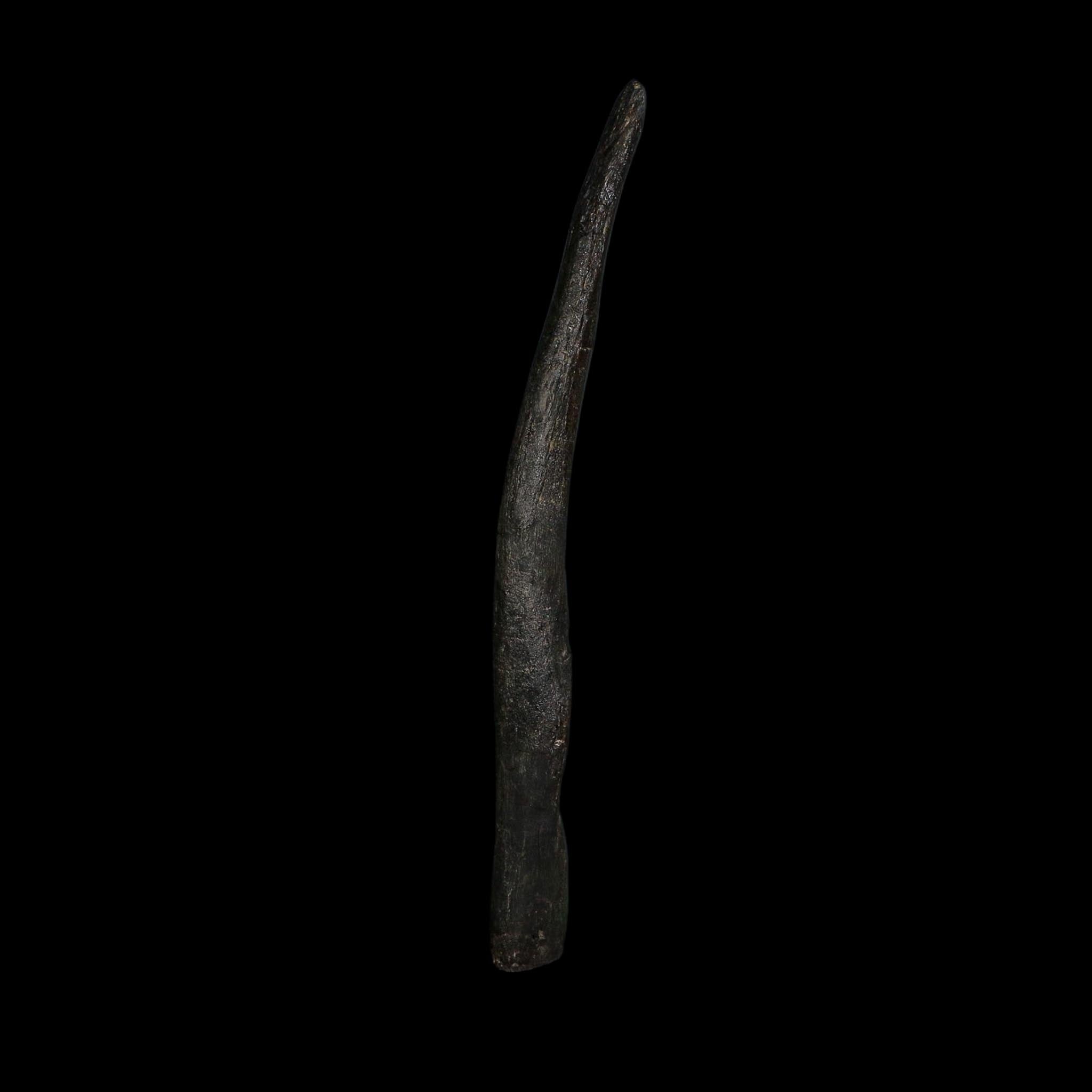 6.5" Tyrannosaur Fossil Cervical Rib Bone Cretaceous Dinosaur Two Medicine FM MT COA