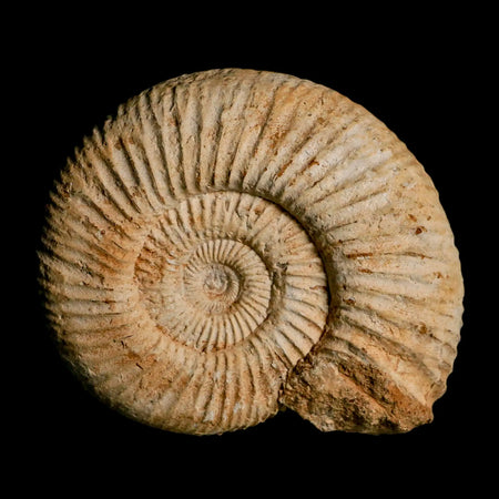 97MM Perisphinctes Ammonite Fossil Nautilus Madagascar Jurassic Age COA