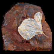 2.3" Detailed Ginkgo Cranei Fossil Plant Leaf Morton County, ND Paleocene Age COA