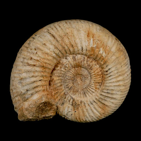 97MM Perisphinctes Ammonite Fossil Nautilus Madagascar Jurassic Age COA