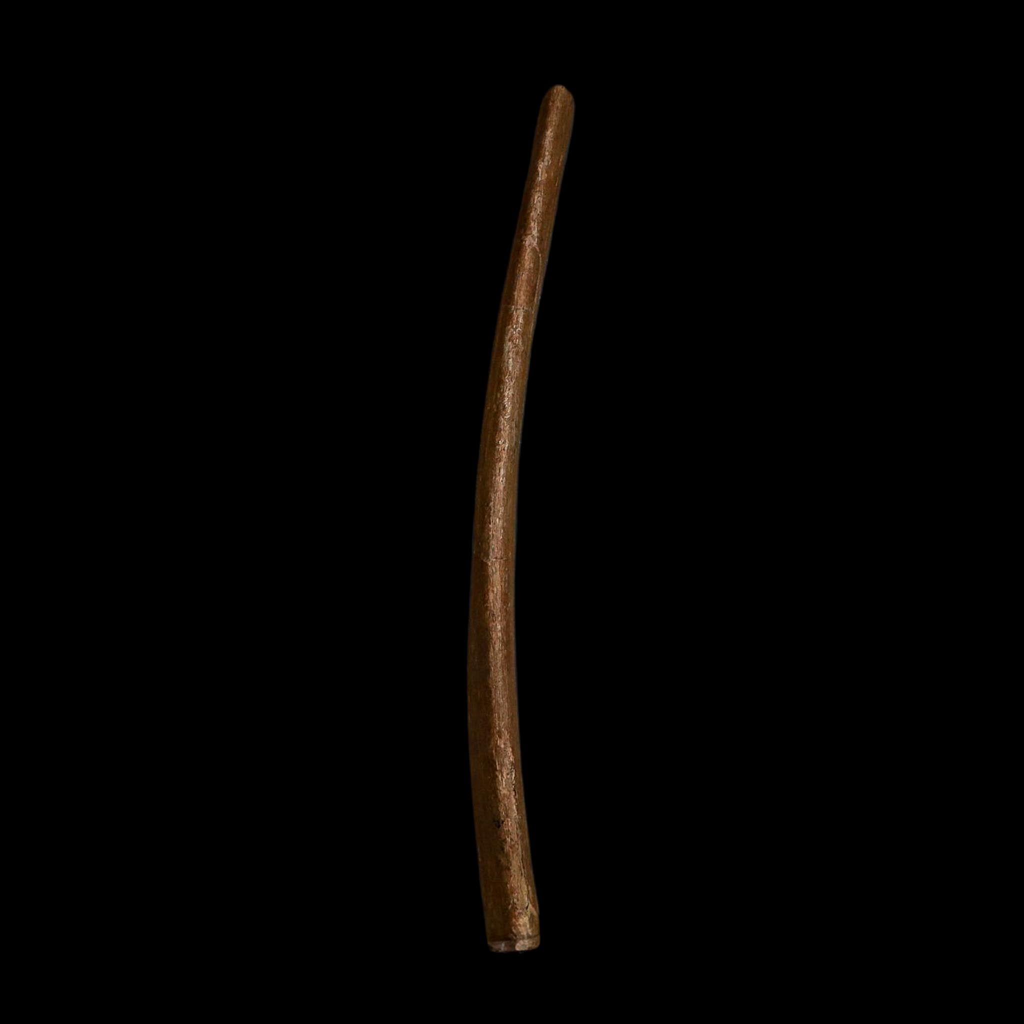 9.5" Triceratops Fossil Rib Bone Hell Creek FM Cretaceous Dinosaur Montana COA