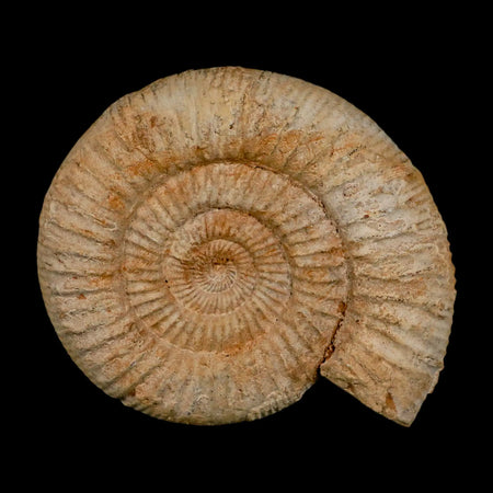 97MM Perisphinctes Ammonite Fossil Nautilus Madagascar Jurassic Age COA