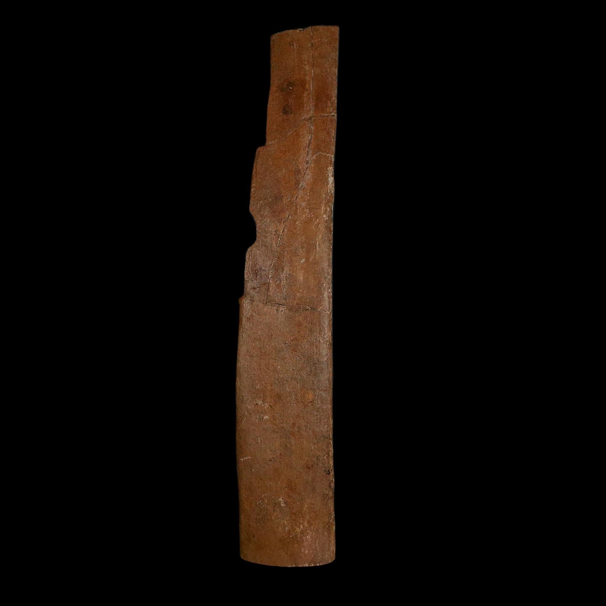 9.5" Triceratops Fossil Rib Bone Hell Creek FM Cretaceous Dinosaur Montana COA
