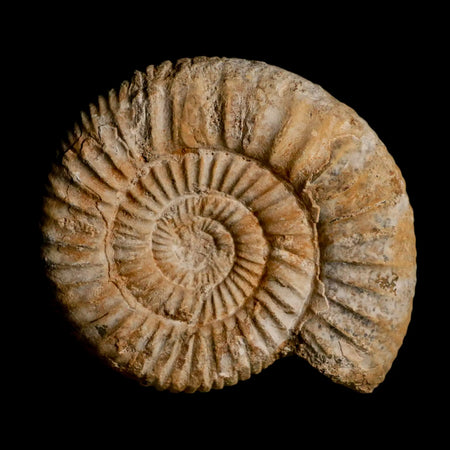 94MM Perisphinctes Ammonite Fossil Nautilus Madagascar Jurassic Age COA