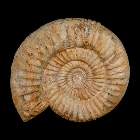 94MM Perisphinctes Ammonite Fossil Nautilus Madagascar Jurassic Age COA
