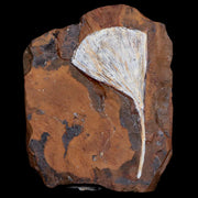 2.6" Detailed Ginkgo Cranei Fossil Plant Leaf Morton County, ND Paleocene Age COA