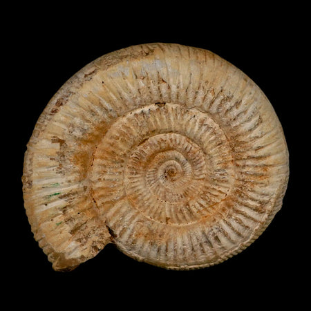 104MM Perisphinctes Ammonite Fossil Nautilus Madagascar Jurassic Age COA