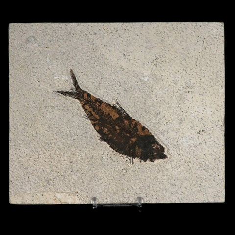 XL 4.6" Knightia Eocaena Fossil Fish Green River FM WY Eocene Age COA & Stand - Fossil Age Minerals
