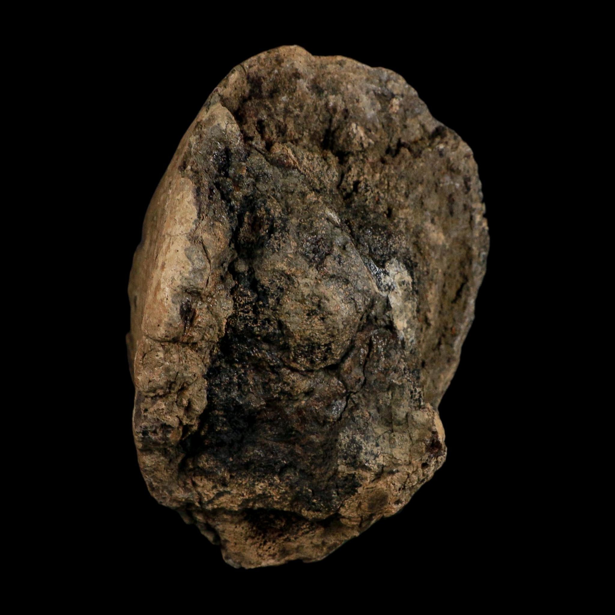 6.1" Triceratops Fossil Horn Bone Section Hell Creek FM Cretaceous Dinosaur MT COA