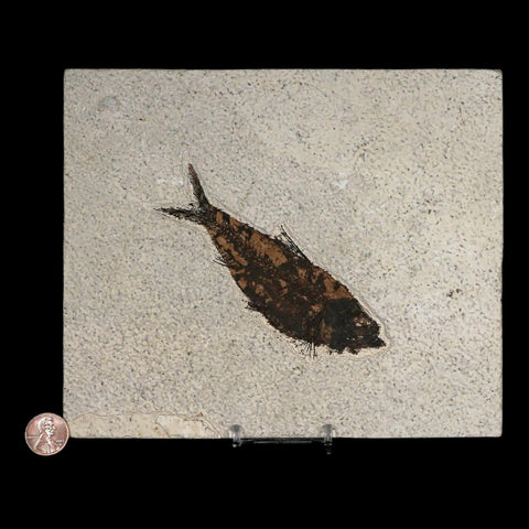 XL 4.6" Knightia Eocaena Fossil Fish Green River FM WY Eocene Age COA & Stand - Fossil Age Minerals