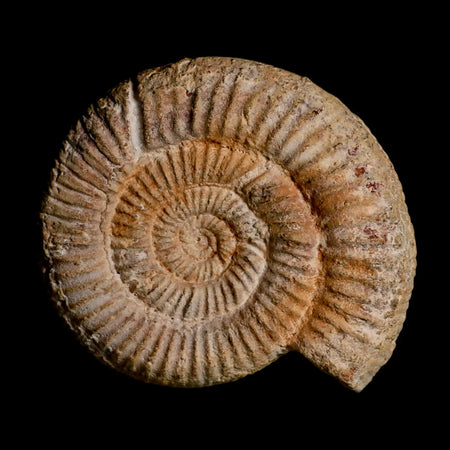 88MM Perisphinctes Ammonite Fossil Nautilus Madagascar Jurassic Age COA