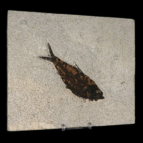 XL 4.6" Knightia Eocaena Fossil Fish Green River FM WY Eocene Age COA & Stand - Fossil Age Minerals