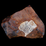 1.6" Detailed Ginkgo Cranei Fossil Plant Leaf Morton County, ND Paleocene Age COA