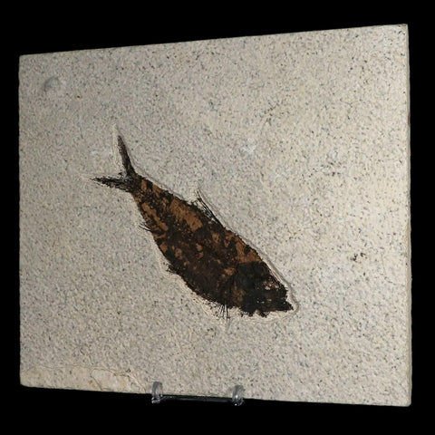 XL 4.6" Knightia Eocaena Fossil Fish Green River FM WY Eocene Age COA & Stand - Fossil Age Minerals