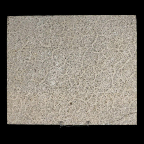 XL 4.6" Knightia Eocaena Fossil Fish Green River FM WY Eocene Age COA & Stand - Fossil Age Minerals