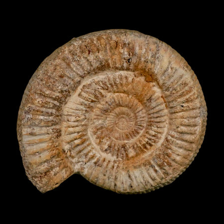 88MM Perisphinctes Ammonite Fossil Nautilus Madagascar Jurassic Age COA