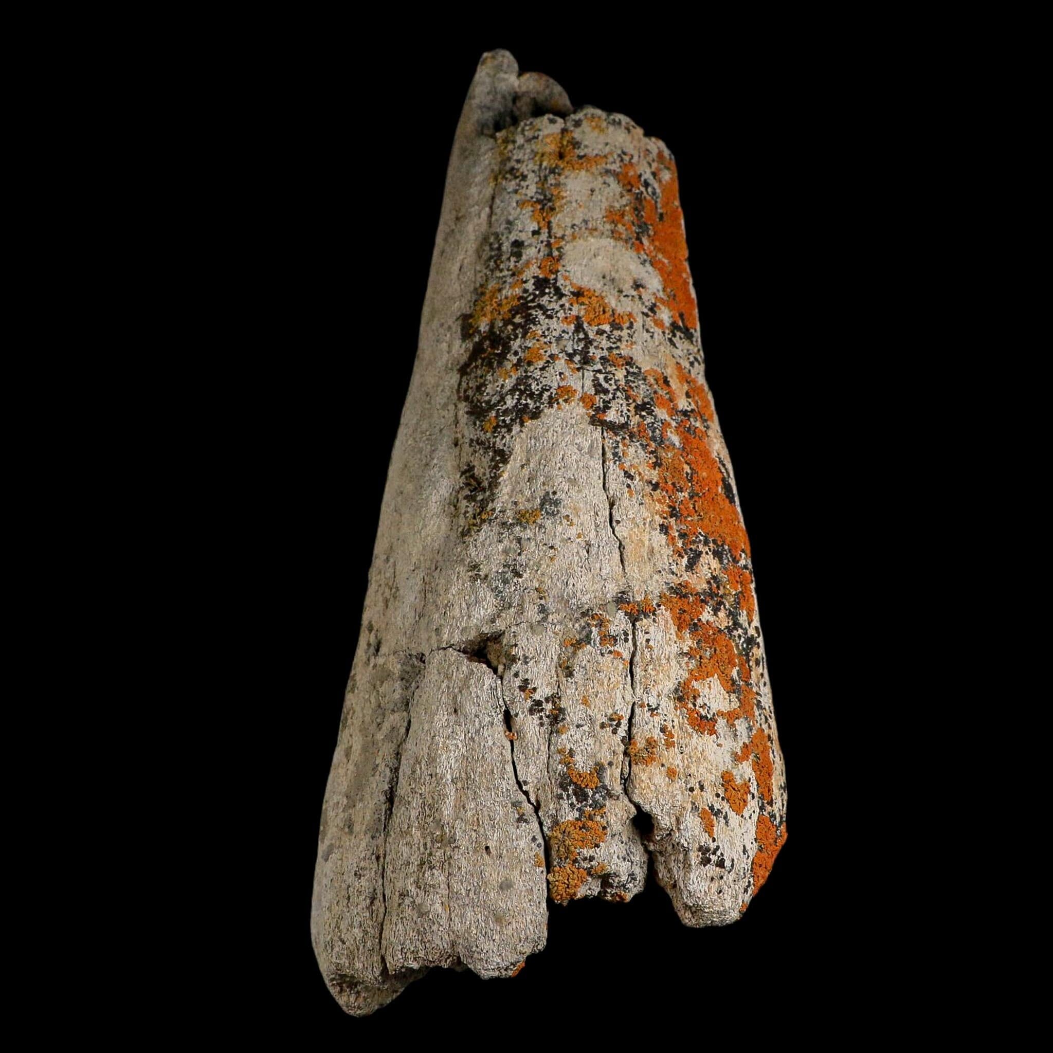 XXL 11.2" Triceratops Fossil Horn Bone Hell Creek FM Cretaceous Dinosaur MT COA
