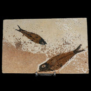 2 Two Knightia Eocaena Fossil Fish Green River FM WY Eocene Age COA & Stand