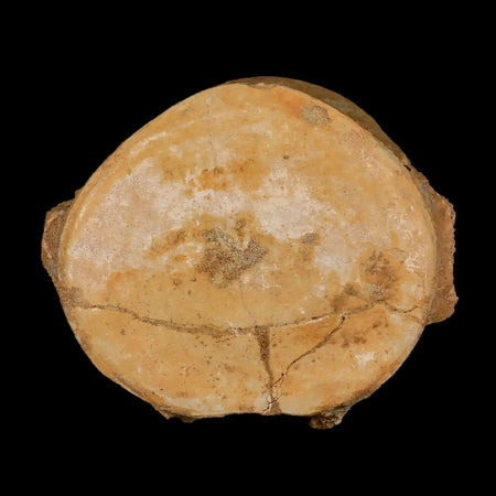 4" Plesiosaur Fossil Vertebrae Cretaceous Dinosaur Era Morocco Zarafasaura COA