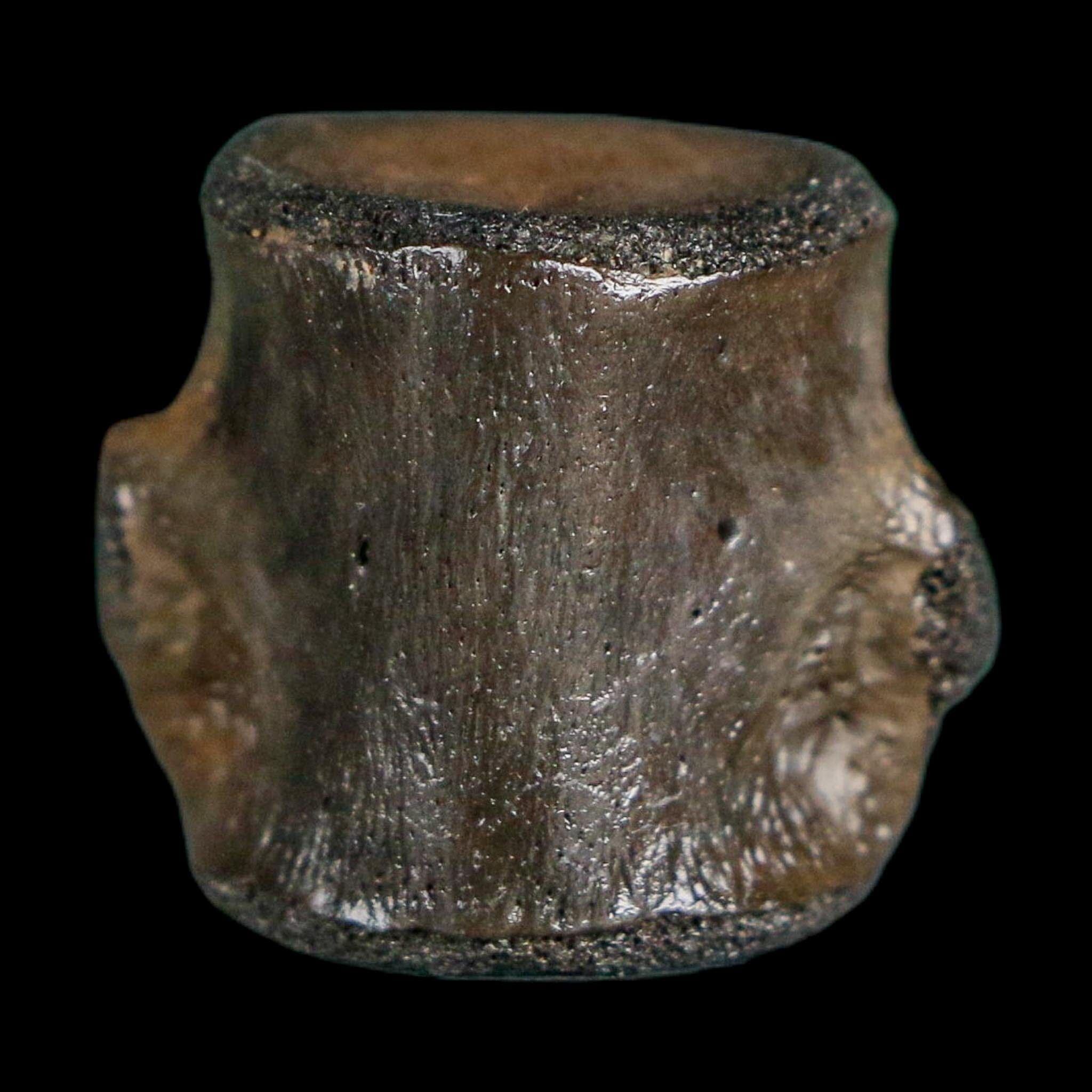 0.8" Champsosaurus Gigas Reptile Fossil Vertebrae Cretaceous Hell Creek FM MT COA