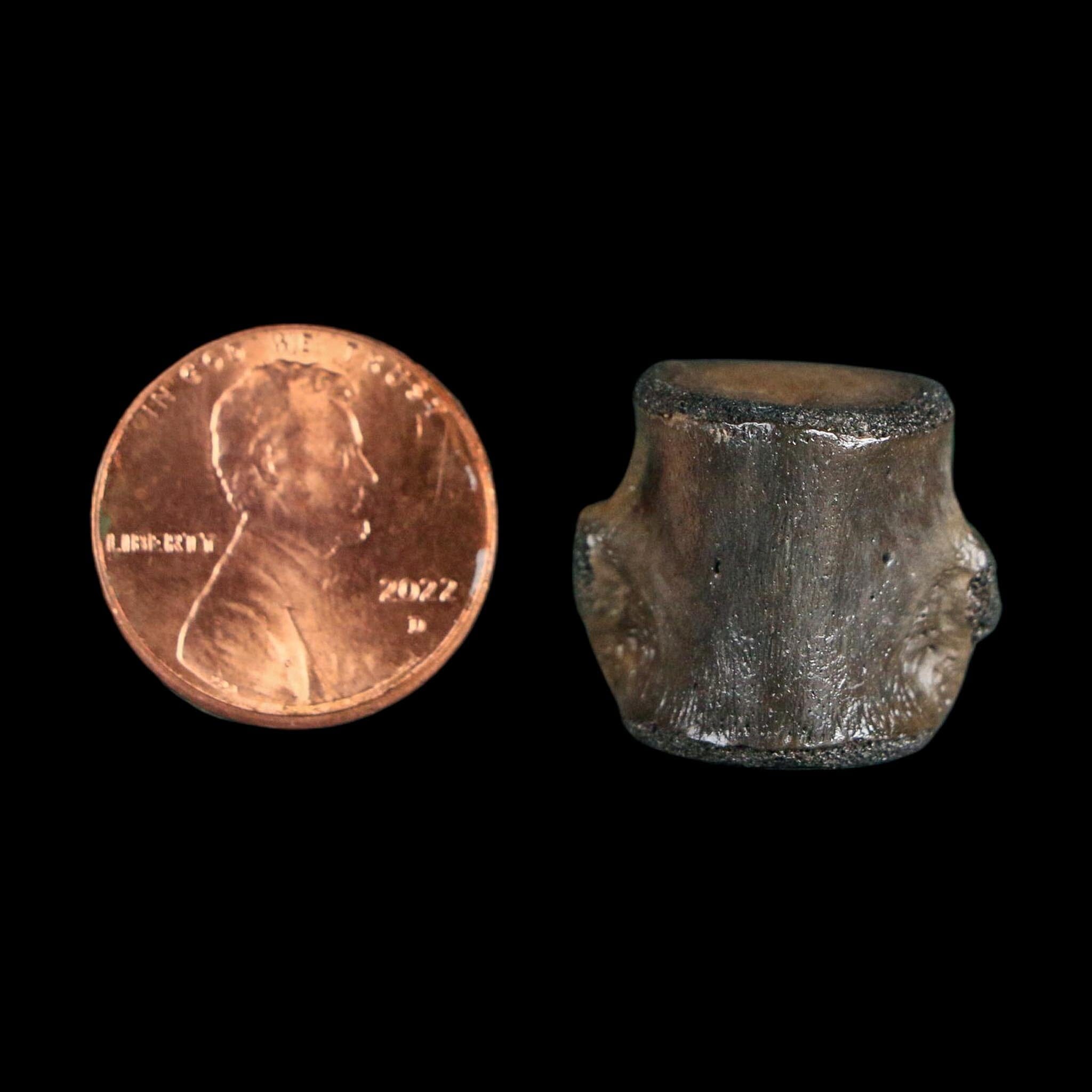 0.8" Champsosaurus Gigas Reptile Fossil Vertebrae Cretaceous Hell Creek FM MT COA