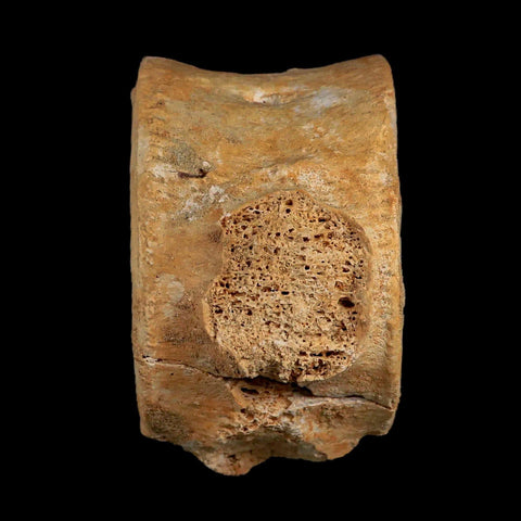 4" Plesiosaur Fossil Vertebrae Cretaceous Dinosaur Era Morocco Zarafasaura COA - Fossil Age Minerals