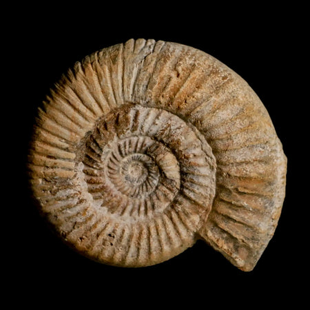 85MM Perisphinctes Ammonite Fossil Nautilus Madagascar Jurassic Age COA