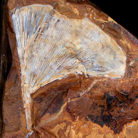 1.9" Detailed Ginkgo Cranei Fossil Plant Leaf Morton County, ND Paleocene Age COA