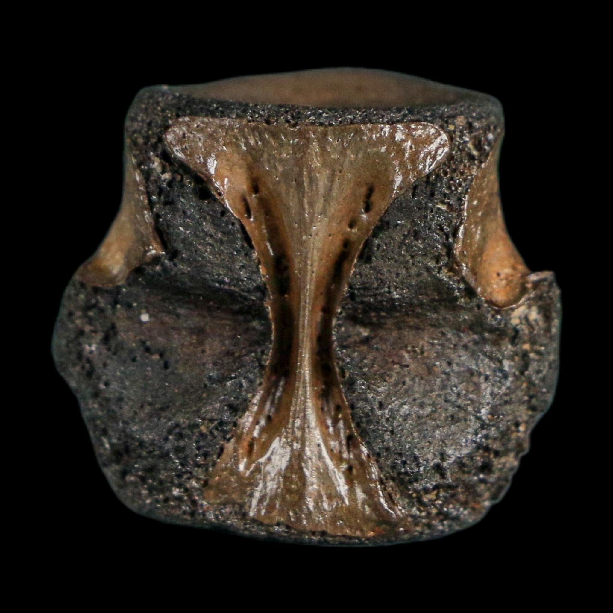 0.8" Champsosaurus Gigas Reptile Fossil Vertebrae Cretaceous Hell Creek FM MT COA