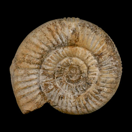 85MM Perisphinctes Ammonite Fossil Nautilus Madagascar Jurassic Age COA