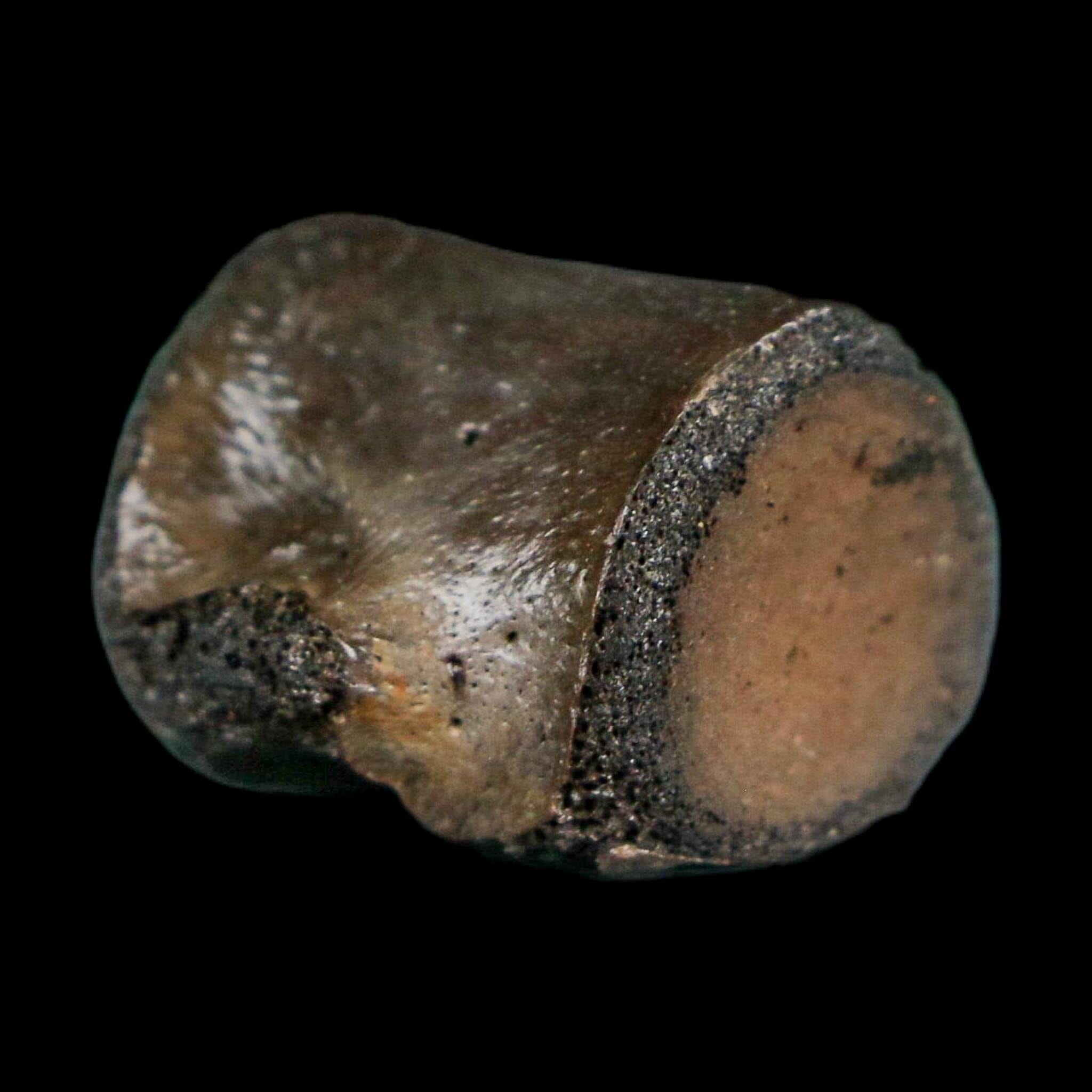 0.8" Champsosaurus Gigas Reptile Fossil Vertebrae Cretaceous Hell Creek FM MT COA