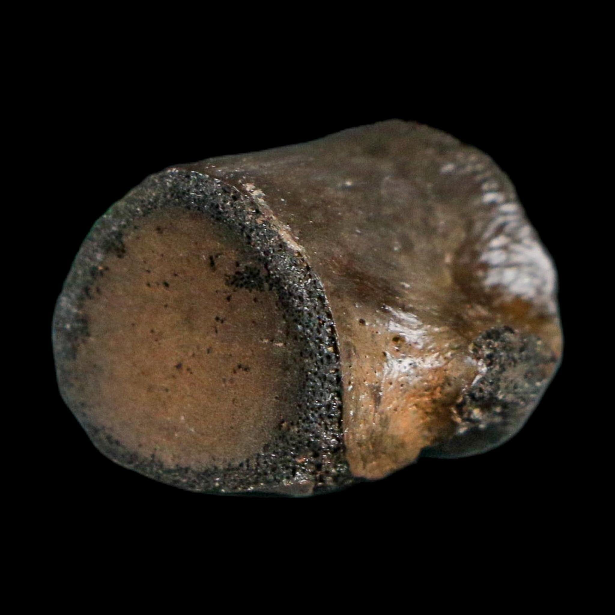 0.8" Champsosaurus Gigas Reptile Fossil Vertebrae Cretaceous Hell Creek FM MT COA