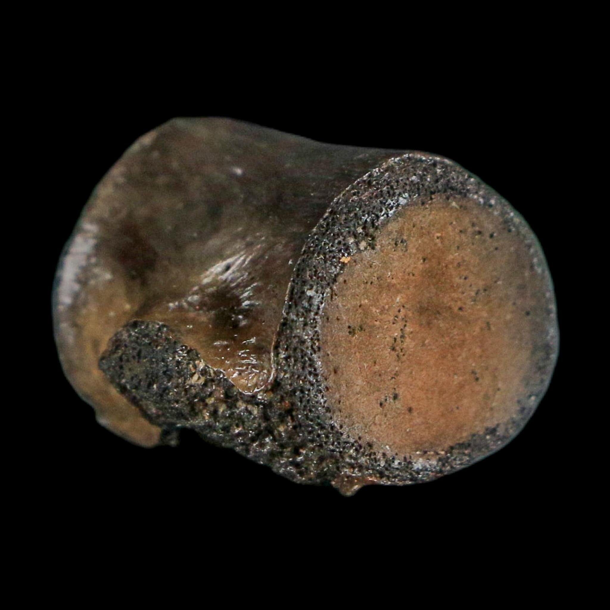 0.8" Champsosaurus Gigas Reptile Fossil Vertebrae Cretaceous Hell Creek FM MT COA