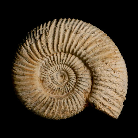 97MM Perisphinctes Ammonite Fossil Nautilus Madagascar Jurassic Age COA