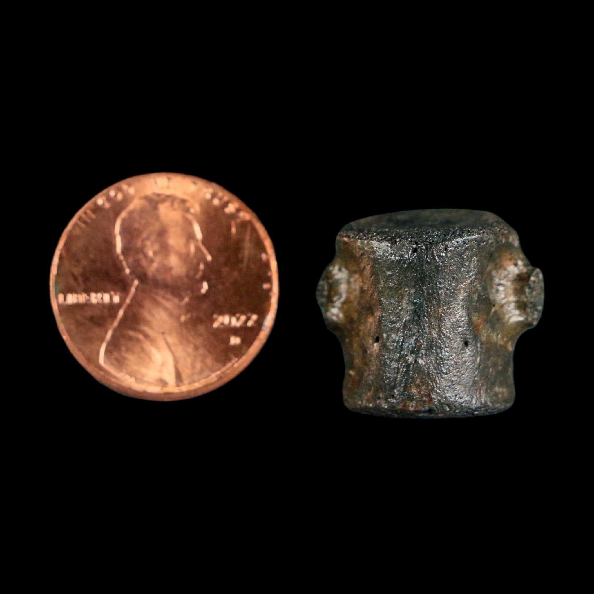 0.7" Champsosaurus Gigas Reptile Fossil Vertebrae Cretaceous Hell Creek FM MT COA