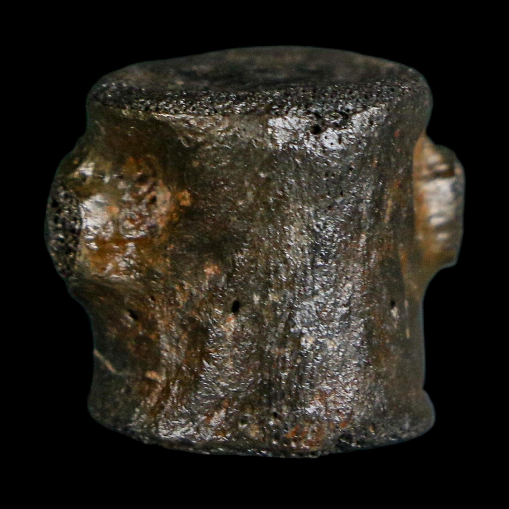 0.7" Champsosaurus Gigas Reptile Fossil Vertebrae Cretaceous Hell Creek FM MT COA
