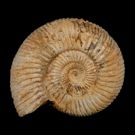 97MM Perisphinctes Ammonite Fossil Nautilus Madagascar Jurassic Age COA