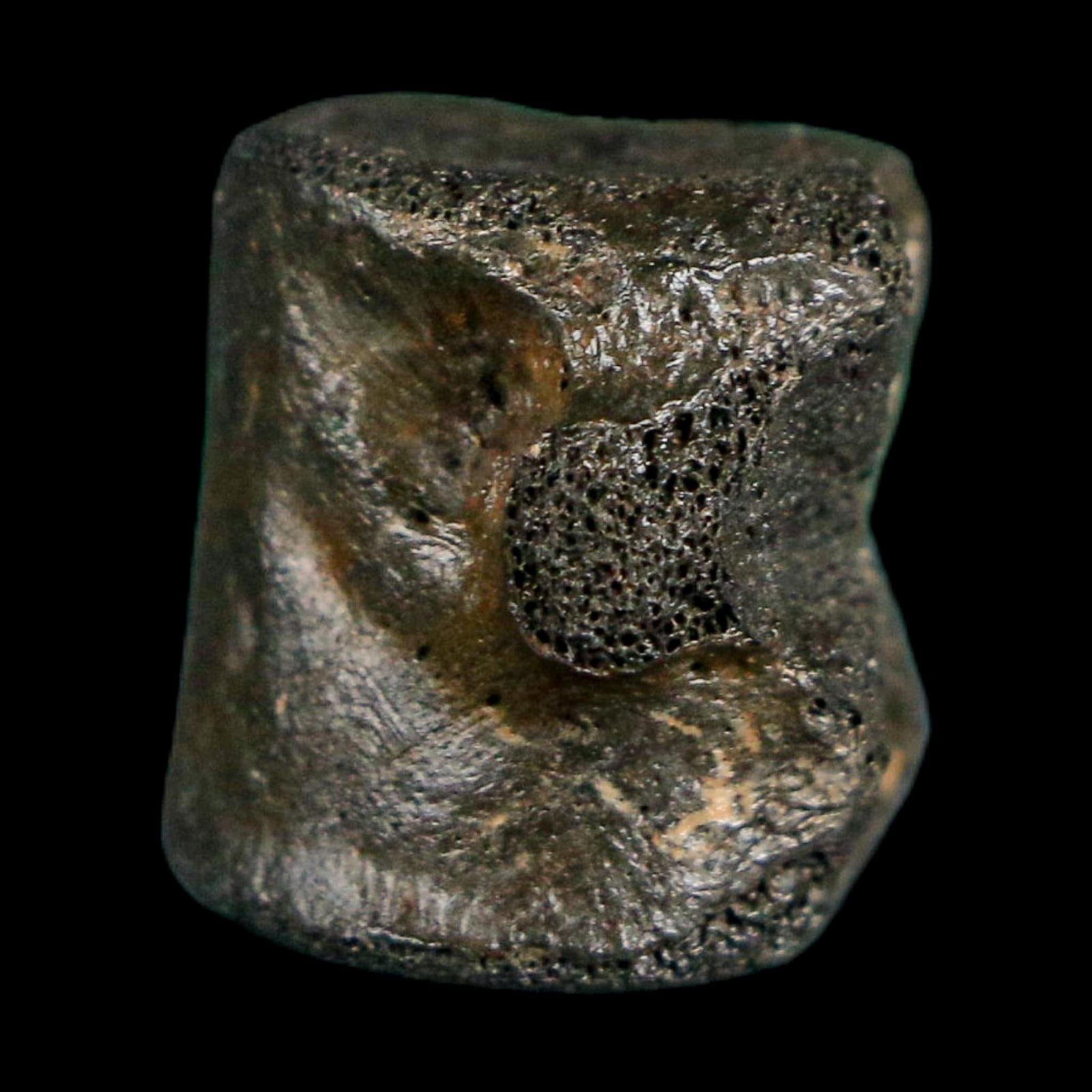 0.7" Champsosaurus Gigas Reptile Fossil Vertebrae Cretaceous Hell Creek FM MT COA