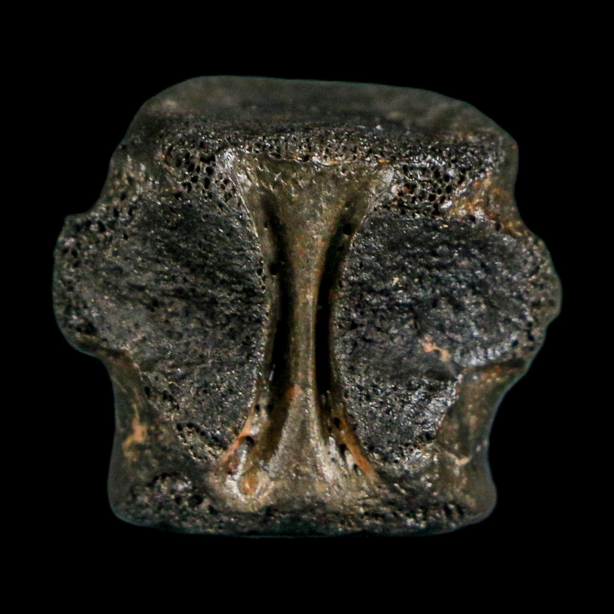 0.7" Champsosaurus Gigas Reptile Fossil Vertebrae Cretaceous Hell Creek FM MT COA