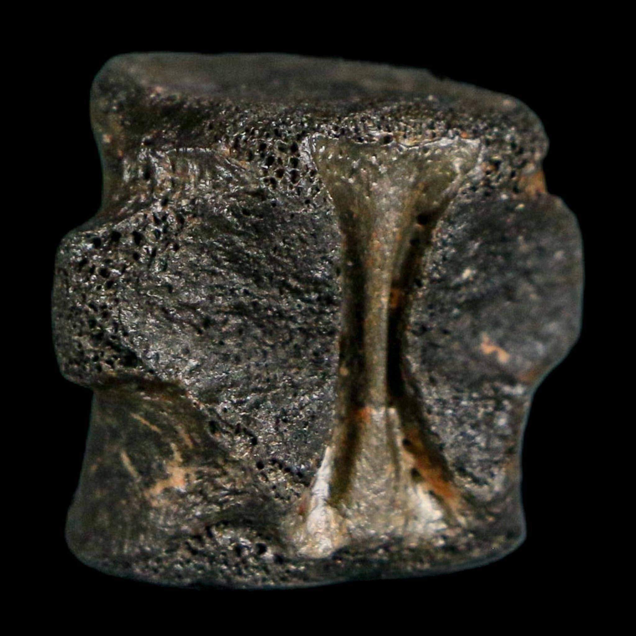 0.7" Champsosaurus Gigas Reptile Fossil Vertebrae Cretaceous Hell Creek FM MT COA