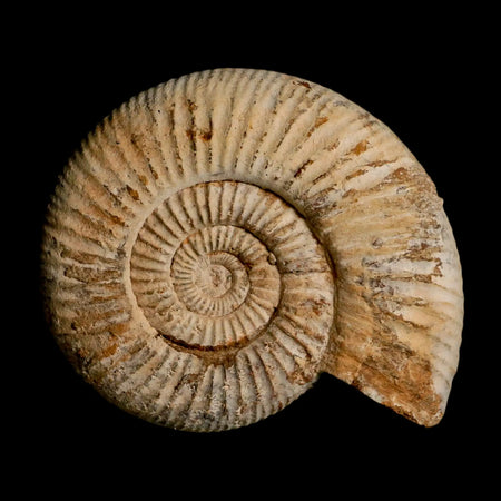 97MM Perisphinctes Ammonite Fossil Nautilus Madagascar Jurassic Age COA